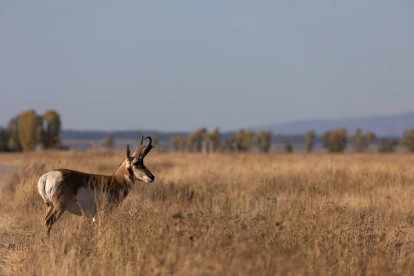 Buck Antílope Pronome Outono Wyoming — Fotografia de Stock