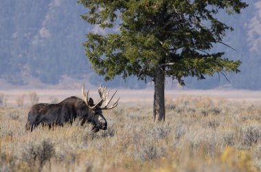 Wyoming 'de sonbaharda bir boğa geyik çiftleşmesi yaşarmış.