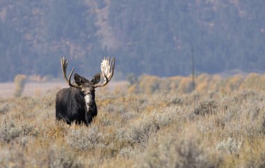 Wyoming 'de sonbaharda bir boğa geyik çiftleşmesi yaşarmış.