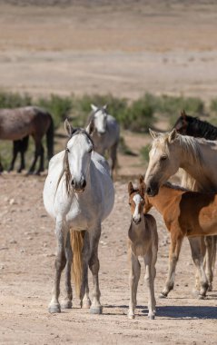 Baharda Utah çölünde vahşi bir at sürüsü.