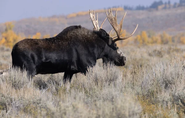 Bull Shiras Moose Rut Wyoming Autumn — Stock Photo, Image