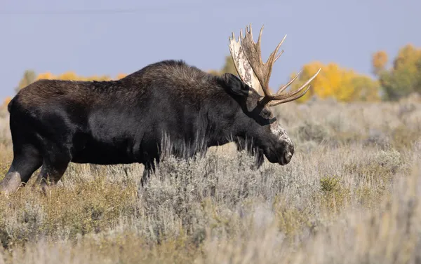 Orignal Taureau Shiras Pendant Ornière Dans Wyoming Automne — Photo