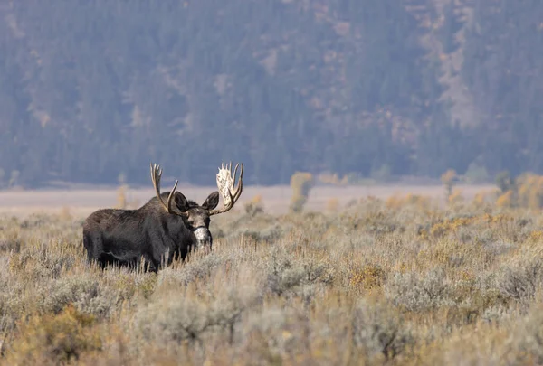 Toro Shiras Alce Durante Rutina Wyoming Otoño — Foto de Stock
