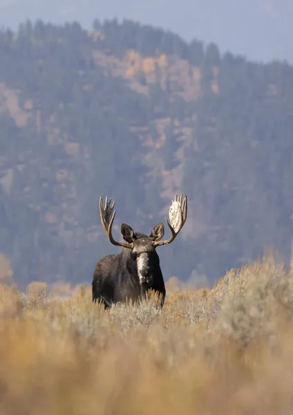 Bull Shiras Moose Rut Wyoming Autumn — Stock Photo, Image