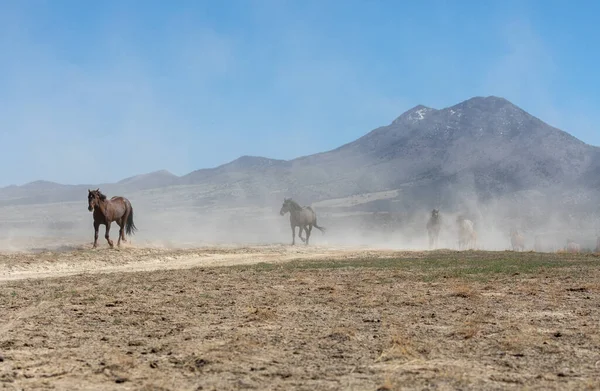 Herd Wild Horses Spring Utah Desert — Stock Photo, Image