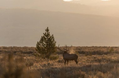 Wyoming 'deki sonbahar monotonluğu sırasında bir boğa geyiği.