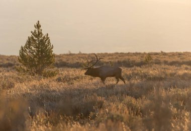 Wyoming 'deki sonbahar monotonluğu sırasında bir boğa geyiği.