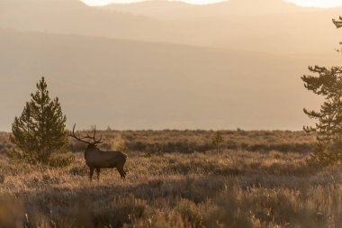 Wyoming 'deki sonbahar monotonluğu sırasında bir boğa geyiği.