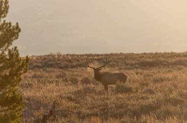 Wyoming 'deki sonbahar monotonluğu sırasında bir boğa geyiği.
