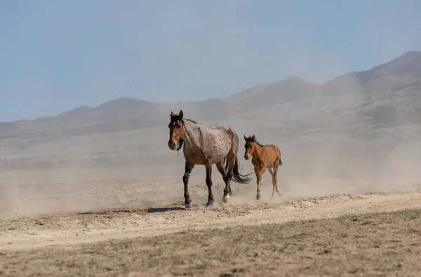 Yegua Caballo Salvaje Potro Primavera Desierto Utah — Foto de Stock