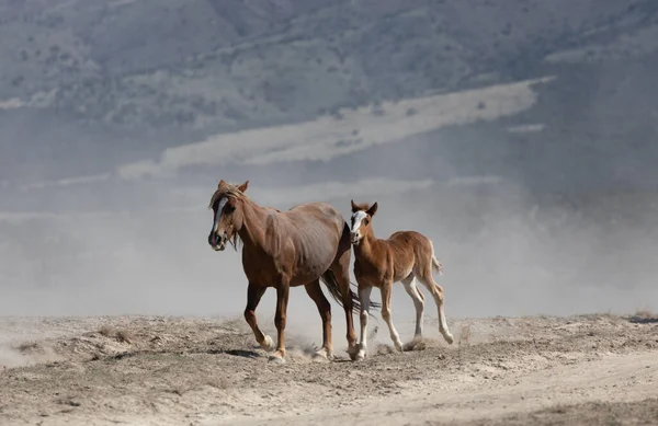 Yegua Caballo Salvaje Potro Primavera Desierto Utah — Foto de Stock