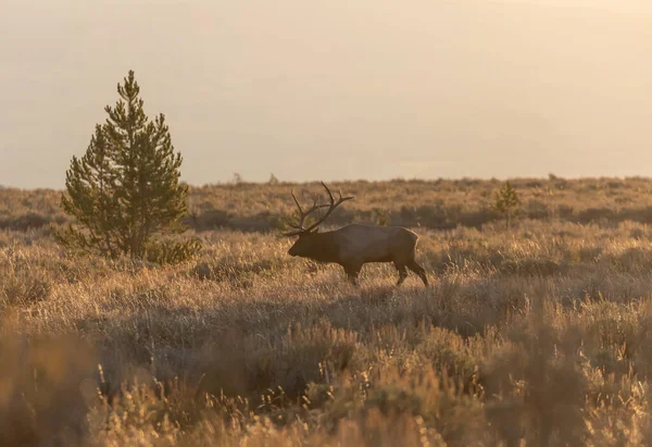 Wapiti Taureau Pendant Ornière Automne Dans Wyoming — Photo