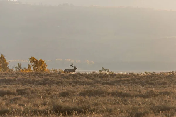 ワイオミング州の秋のラットの間に雄牛の皮 — ストック写真