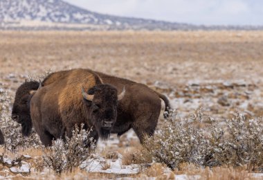 bull bison in winter in Arizona clipart