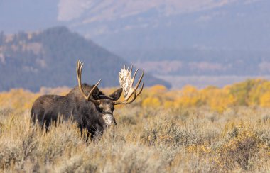 Wyoming 'deki sonbahar monotonluğu sırasında bir boğa shiras geyiği