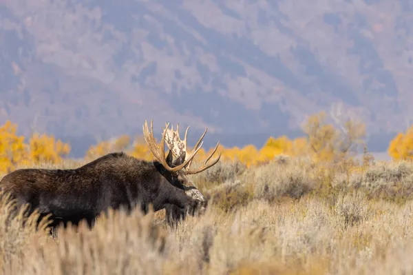 Orignal Taureau Shiras Pendant Ornière Automne Dans Wyoming — Photo