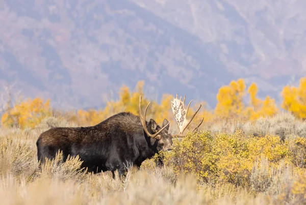 Bull Shiras Moose Fall Rut Wyoming — Stock Photo, Image