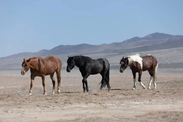 春にユタ砂漠で野生の馬の群れが — ストック写真