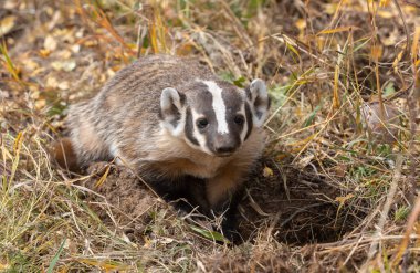 Wyoming 'de sonbaharda bir porsuk avı.