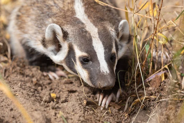 Badger Hunting Autumn Wyoming — Stock Photo, Image