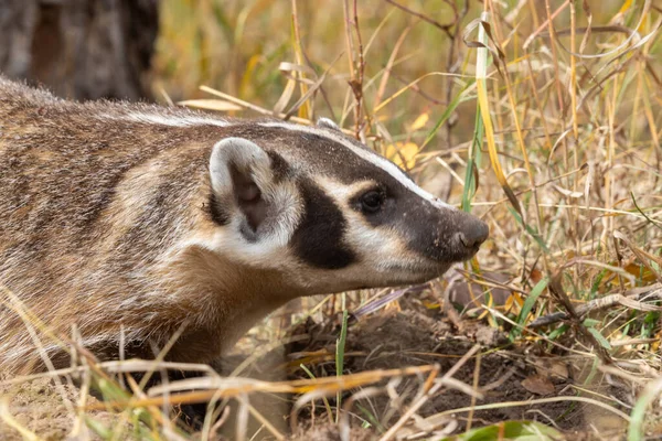 Grävling Hösten Wyoming — Stockfoto