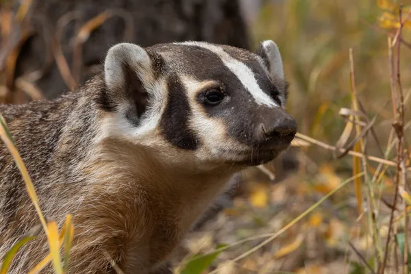 Une Chasse Blaireau Automne Dans Wyoming — Photo