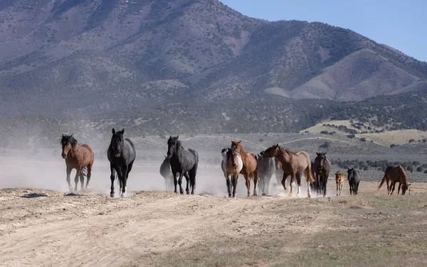 Wild Horses Spring Utah Desert — Stock Photo, Image