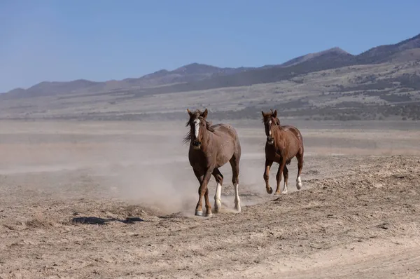 Wild Horses Spring Utah Desert — Stock Photo, Image