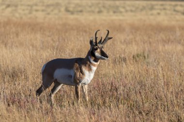 Wyoming 'de sonbaharda bir antilop geyiği.