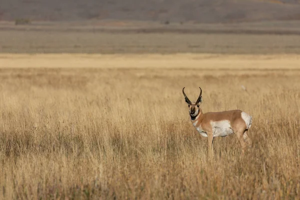 Mâle Antilope Pronghorn Dans Wyoming Automne — Photo