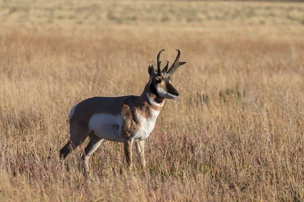 Buck Antílope Pronghorn Wyoming Outono — Fotografia de Stock