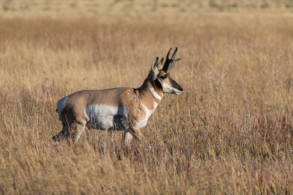 Mâle Antilope Pronghorn Dans Wyoming Automne — Photo