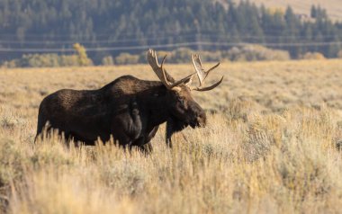 Wyoming 'deki sonbahar monotonluğu sırasında bir boğa shiras geyiği