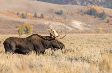 Wyoming 'deki sonbahar monotonluğu sırasında bir boğa shiras geyiği