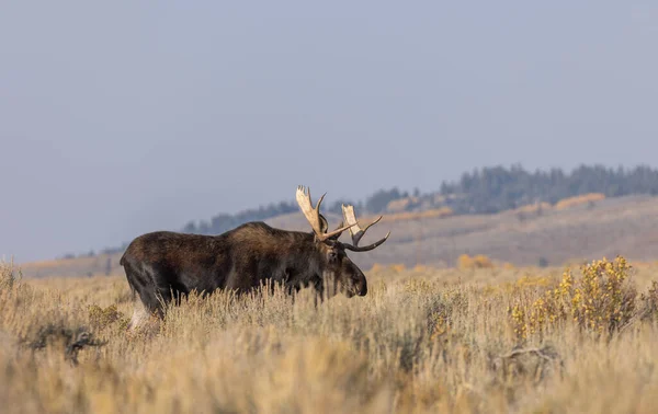 Een Stier Shiras Eland Tijdens Herfst Bronst Wyoming — Stockfoto