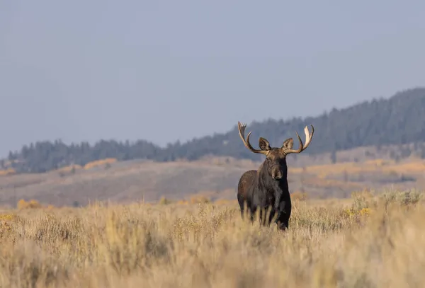 ワイオミング州の秋のラットの間に雄牛のシラスのムース — ストック写真