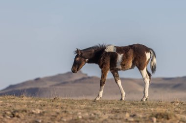 Utah Çölü 'nde baharda tatlı bir at yavrusu.