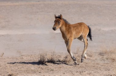 Utah Çölü 'nde baharda tatlı bir at yavrusu.