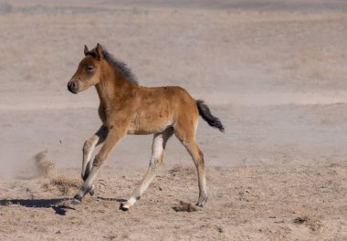 Utah Çölü 'nde baharda tatlı bir at yavrusu.