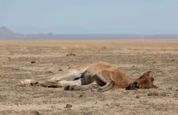 ユタ州の砂漠で春に休むかわいい野生の馬の群れ — ストック写真