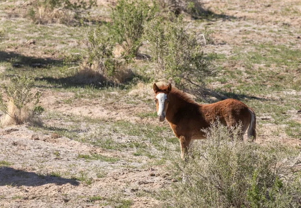 Симпатичный Жеребец Дикой Лошади Весной Пустыне Юта — стоковое фото