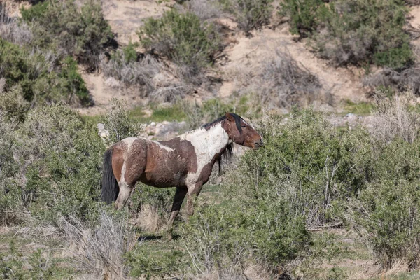 Cheval Sauvage Dans Désert Utah Printemps — Photo