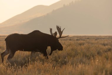 Grand Teton Ulusal Parkı 'nda gün doğumunda bir geyik.