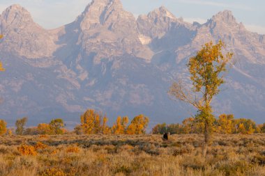 Grand Teton Ulusal Parkı 'nda gün doğumunda bir geyik.