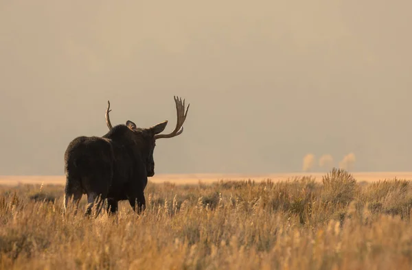 日の出に大テトン国立公園ワイオミング州で雄牛のムース — ストック写真