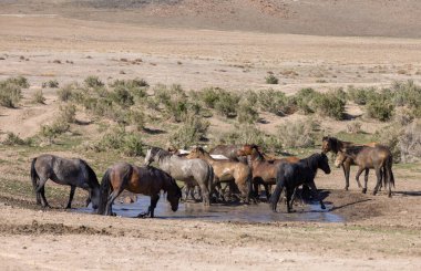 Utah 'ta çöldeki bir su birikintisinde vahşi bir at sürüsü.