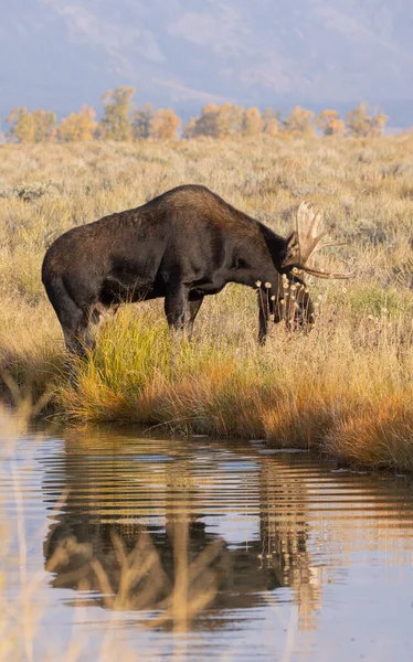 Łoś Bull Shiras Podczas Rutyny Parku Narodowym Grand Teton Wyoming — Zdjęcie stockowe