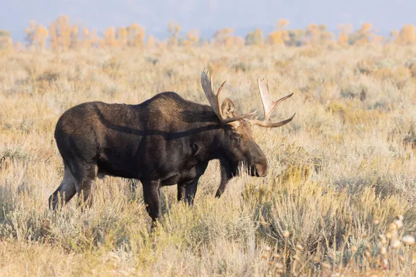 Bull Shiras Moose Rut Grand Teton National Park Wyoming Auutmn — Stock Photo, Image