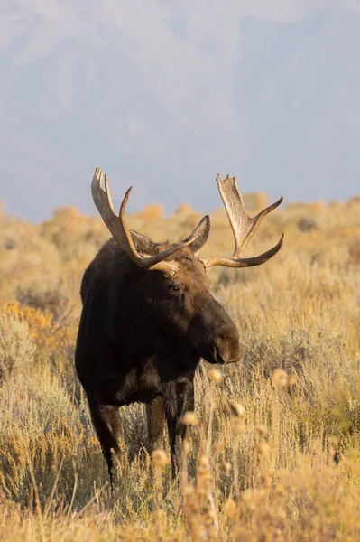 Orignal Taureau Shiras Pendant Ornière Dans Parc National Grand Teton — Photo