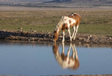 Utah 'ta çöldeki bir su birikintisinde vahşi bir atın yansıması.